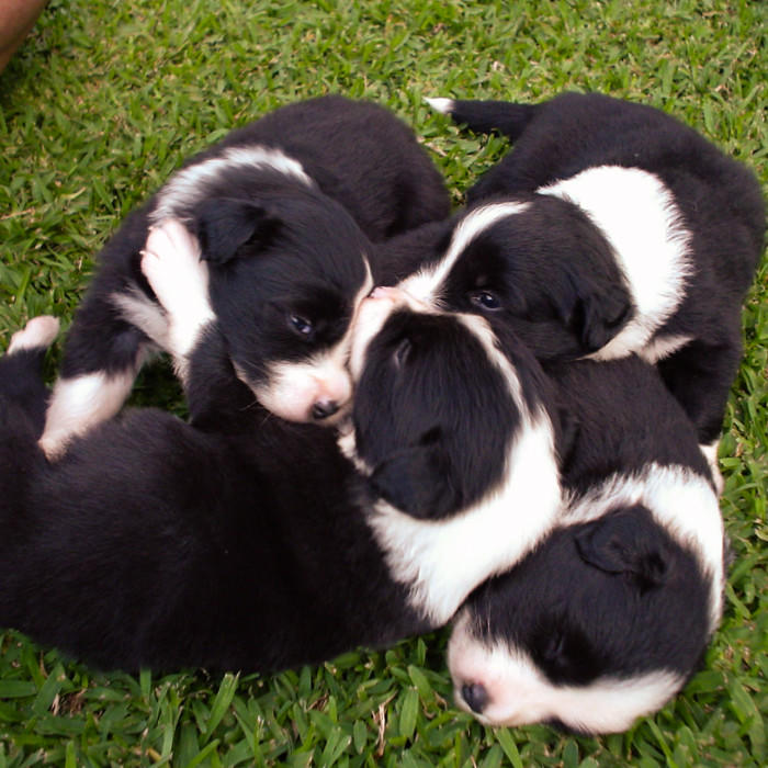 pups1.jpg