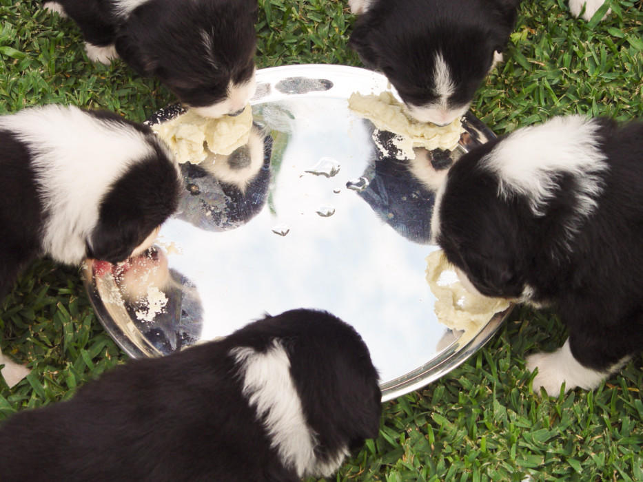 pups2.jpg