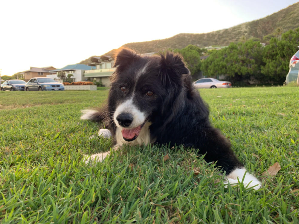 roxy-park.jpg