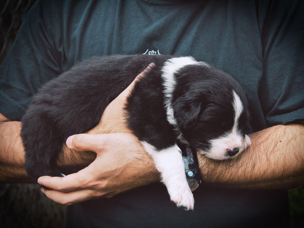 roxy-sleep.jpg